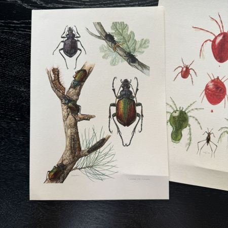 Литография 27х19 см Insectes d'Europe 3 шт стр. 46/190/70  