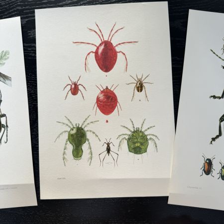Литография 27х19 см Insectes d'Europe 3 шт стр. 46/190/70  