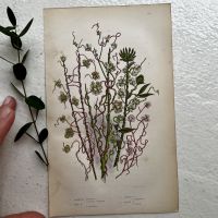 Литография 14х22 см Flowering Plants by Anne Pratt №141 Англия
