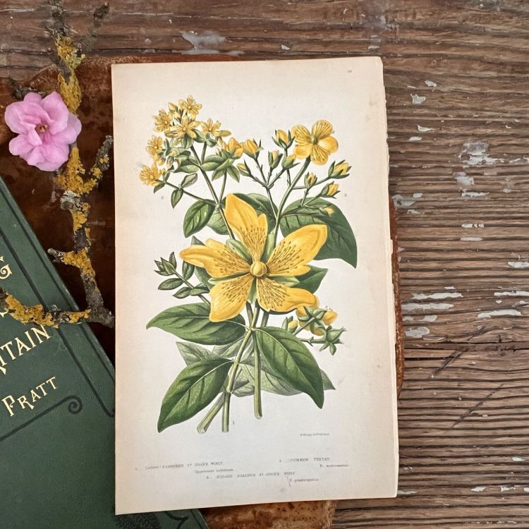 Литография 14х22 см  Flowering Plants by Anne Pratt №49 Англия   
