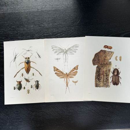 Литография 27х19 см Insectes d'Europe 3 шт стр. 87/14/113