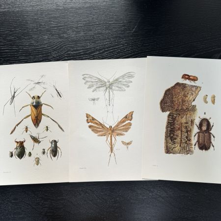 Литография 27х19 см Insectes d'Europe 3 шт стр. 87/14/113