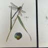 Литография 27х19 см Insectes d'Europe 2 шт стр. 6/3