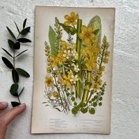 Литография 14х22 см Flowering Plants by Anne Pratt №157 Англия