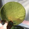 Тарелка шесть листьев 18 см Kosta Boda зеленая хрусталь lov