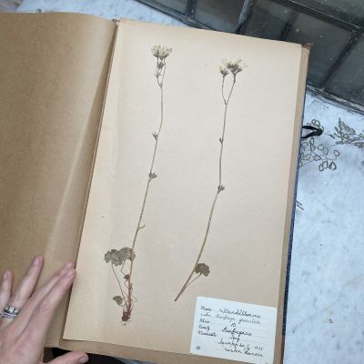 Лист гербария Torsten Hansen Швеция