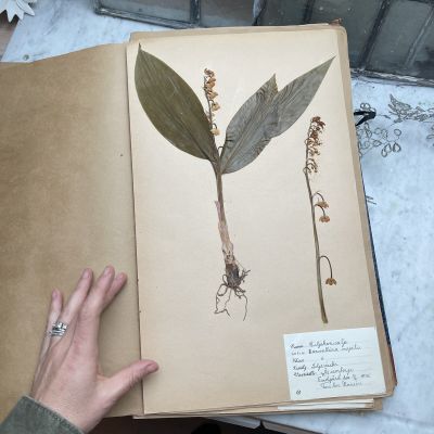 Лист гербария Torsten Hansen Швеция