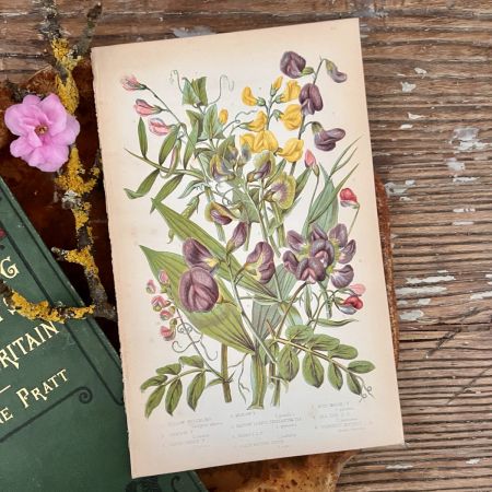 Литография 14х22 см  Flowering Plants by Anne Pratt №64 Англия