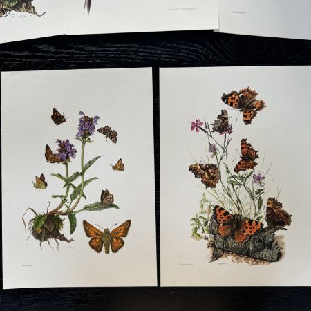 Литография 27х19 см Insectes d'Europe 2 шт стр. 156/145