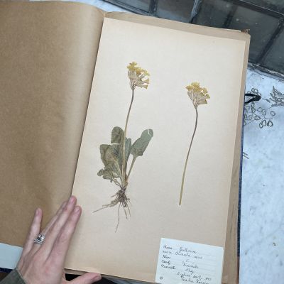 Лист гербария Torsten Hansen Швеция