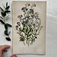Литография 14х22 см Flowering Plants by Anne Pratt №144 Англия