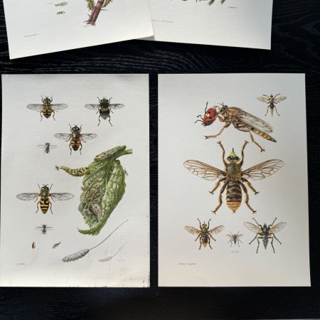 Литография 27х19 см Insectes d'Europe 2 шт стр. 168/170