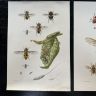Литография 27х19 см Insectes d'Europe 2 шт стр. 168/170