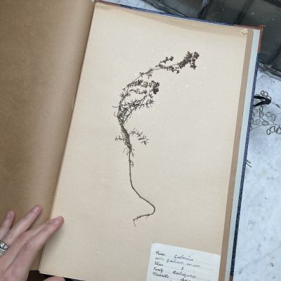 Лист гербария Torsten Hansen Швеция