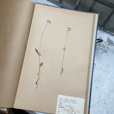 Лист гербария Torsten Hansen Швеция