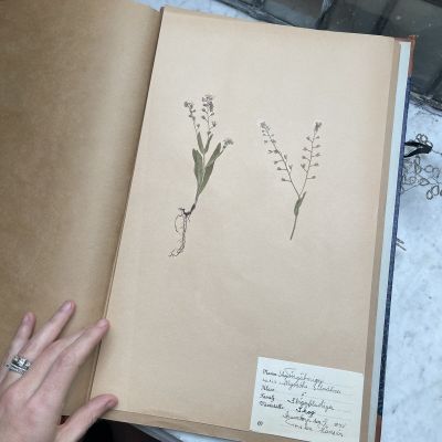 Лист гербария Torsten Hansen Швеция