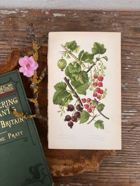 Литография 14х22 см  Flowering Plants by Anne Pratt №81 Англия