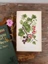 Литография 14х22 см  Flowering Plants by Anne Pratt №81 Англия