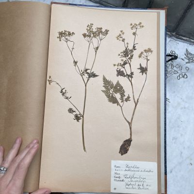 Лист гербария Torsten Hansen Швеция