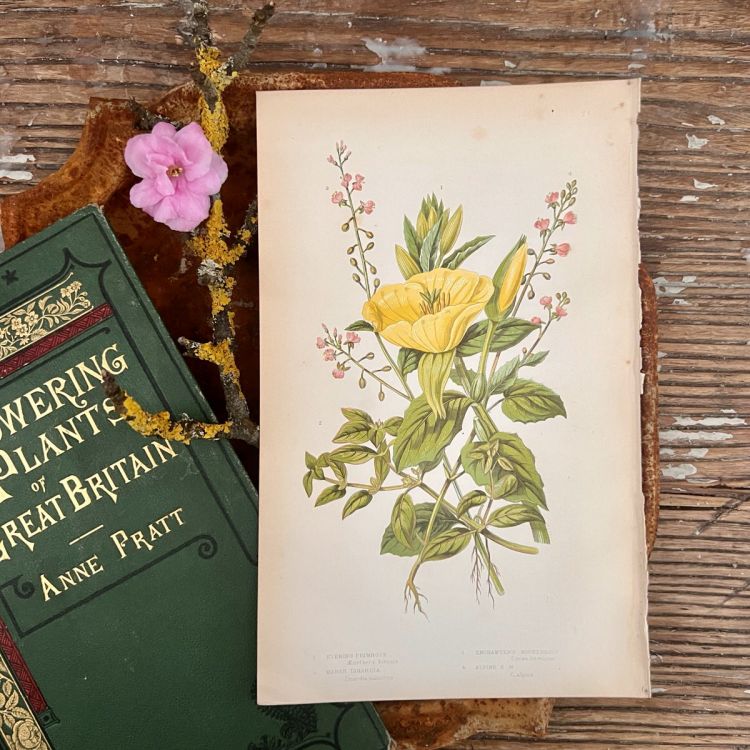Литография 14х22 см  Flowering Plants by Anne Pratt №75 Англия