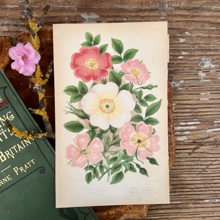 Литография 14х22 см  Flowering Plants by Anne Pratt №71б Англия