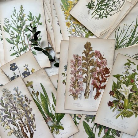 Литография 14х22 см Flowering Plants by Anne Pratt №177 Англия