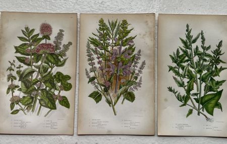 Литография 14х22 см Flowering Plants by Anne Pratt №177 Англия