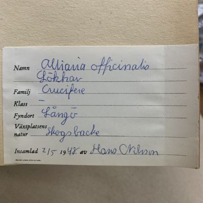 Лист гербария Hans Nilsson Швеция