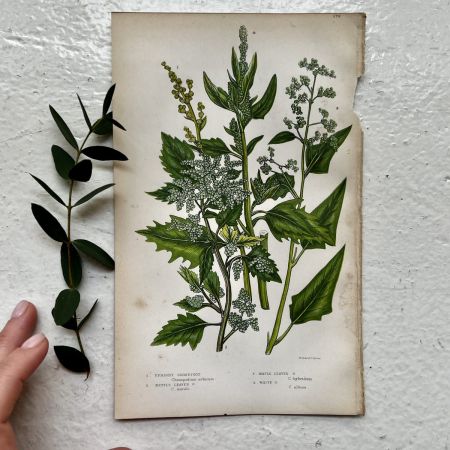 Литография 14х22 см Flowering Plants by Anne Pratt №176 Англия