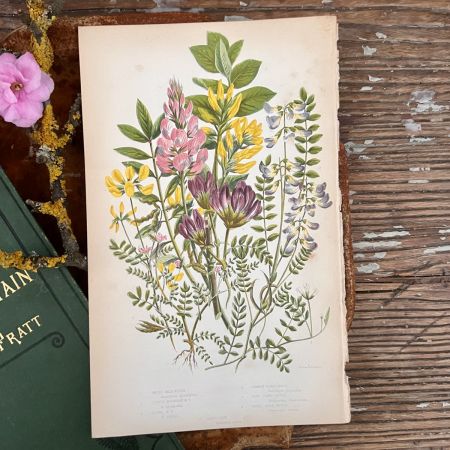 Литография 14х22 см  Flowering Plants by Anne Pratt №62 Англия