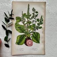 Литография 14х22 см Flowering Plants by Anne Pratt №175 Англия
