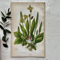Литография 14х22 см Flowering Plants by Anne Pratt №173 Англия