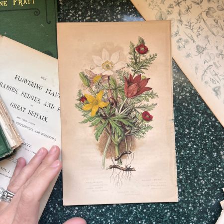 Литография 14х22 см  Flowering Plants by Anne Pratt № 3 Англия 