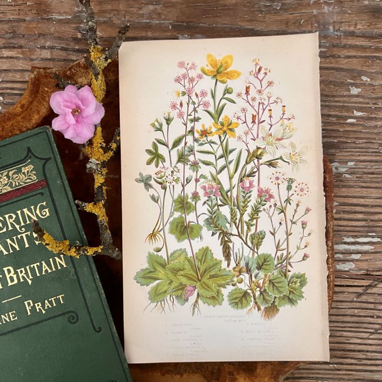 Литография 14х22 см  Flowering Plants by Anne Pratt №82 Англия