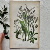 Литография 14х22 см Flowering Plants by Anne Pratt №172 Англия