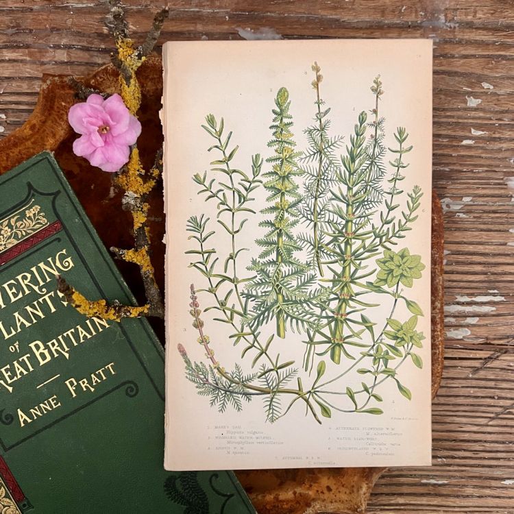 Литография 14х22 см  Flowering Plants by Anne Pratt №76 Англия