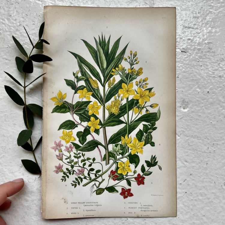 Литография 14х22 см Flowering Plants by Anne Pratt №170 Англия