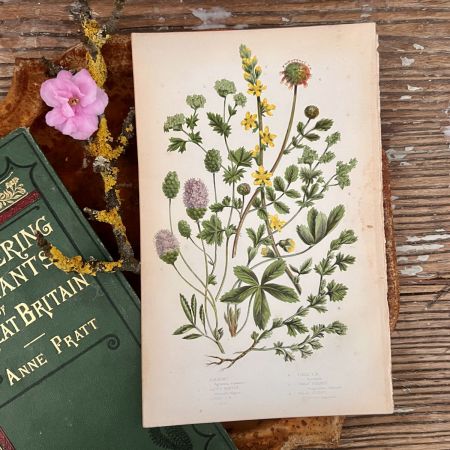 Литография 14х22 см  Flowering Plants by Anne Pratt №70 Англия