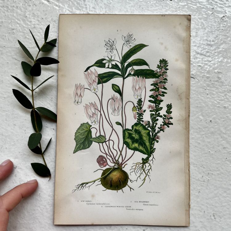 Литография 14х22 см Flowering Plants by Anne Pratt №169 Англия