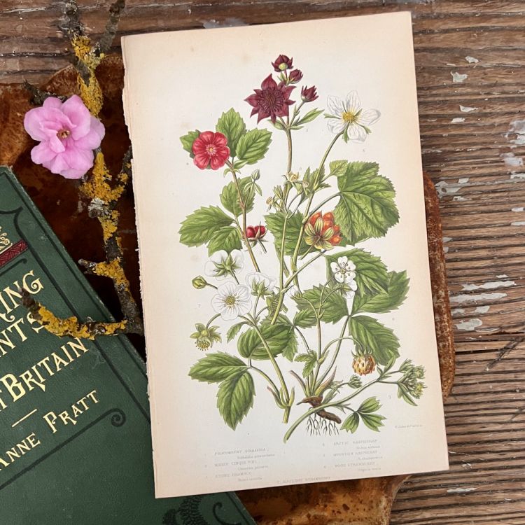 Литография 14х22 см  Flowering Plants by Anne Pratt №7 Англия