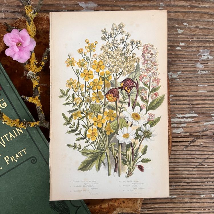 Литография 14х22 см  Flowering Plants by Anne Pratt №66 Англия