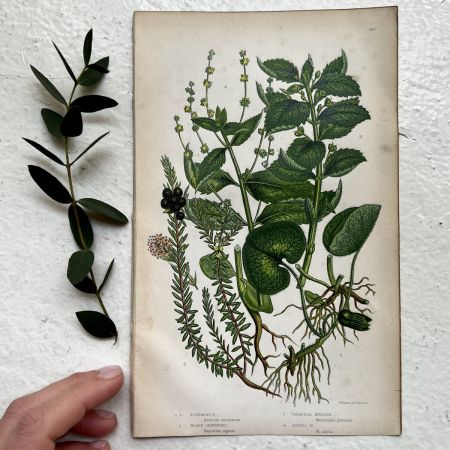 Литография 14х22 см Flowering Plants by Anne Pratt №189 Англия