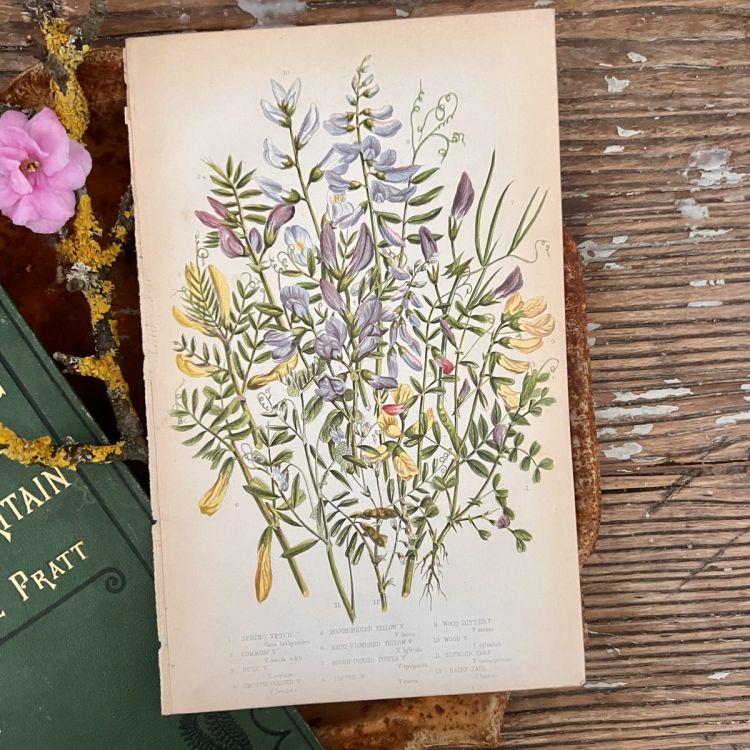 Литография 14х22 см  Flowering Plants by Anne Pratt №63 Англия