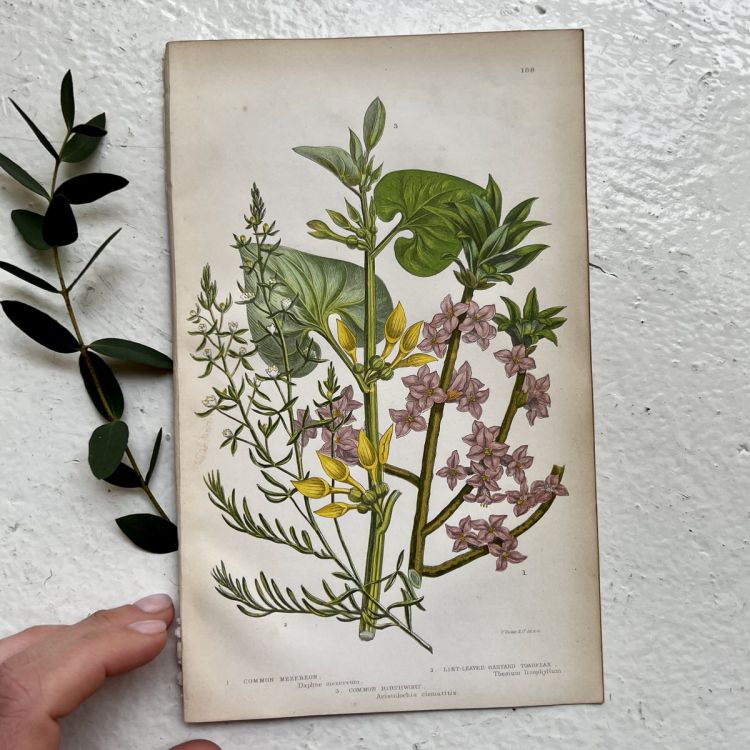 Литография 14х22 см Flowering Plants by Anne Pratt №188 Англия