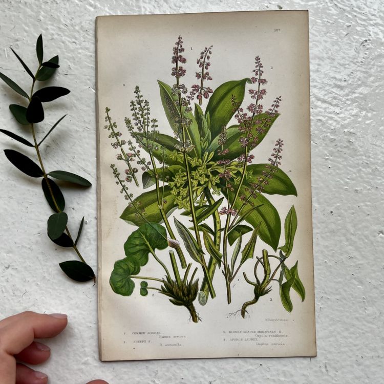 Литография 14х22 см Flowering Plants by Anne Pratt №187 Англия