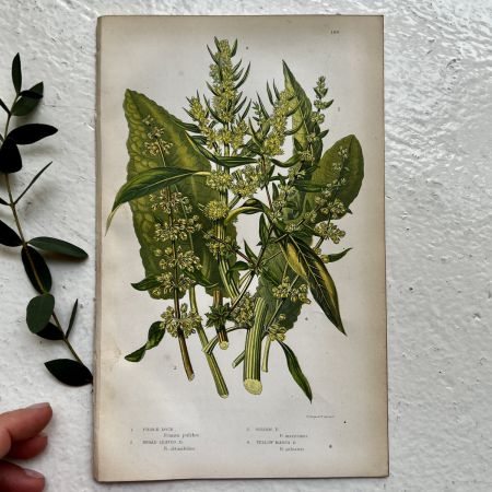 Литография 14х22 см Flowering Plants by Anne Pratt №186 Англия