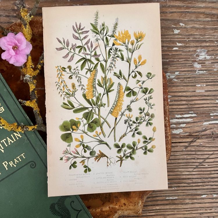 Литография 14х22 см  Flowering Plants by Anne Pratt №58 Англия