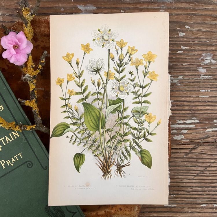 Литография 14х22 см  Flowering Plants by Anne Pratt №51а Англия    