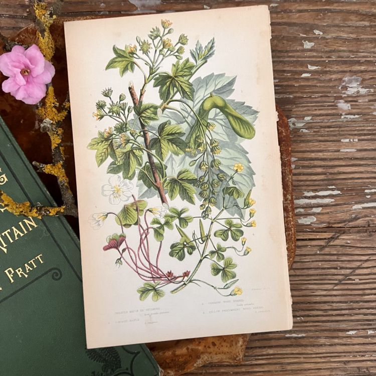 Литография 14х22 см  Flowering Plants by Anne Pratt №52 Англия