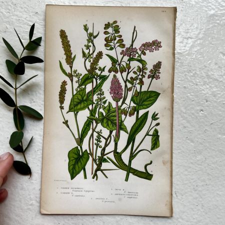 Литография 14х22 см Flowering Plants by Anne Pratt №182 Англия
